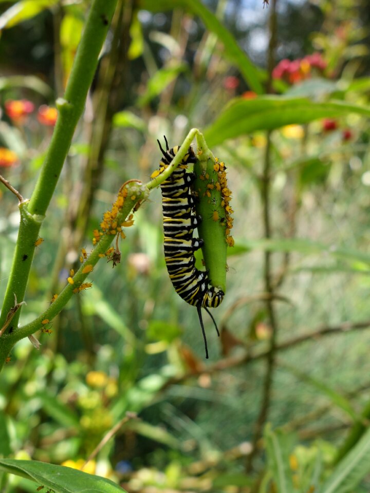 Green wildlife bug