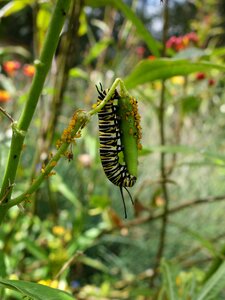 Green wildlife bug
