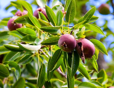 Fruit fruit trees nature