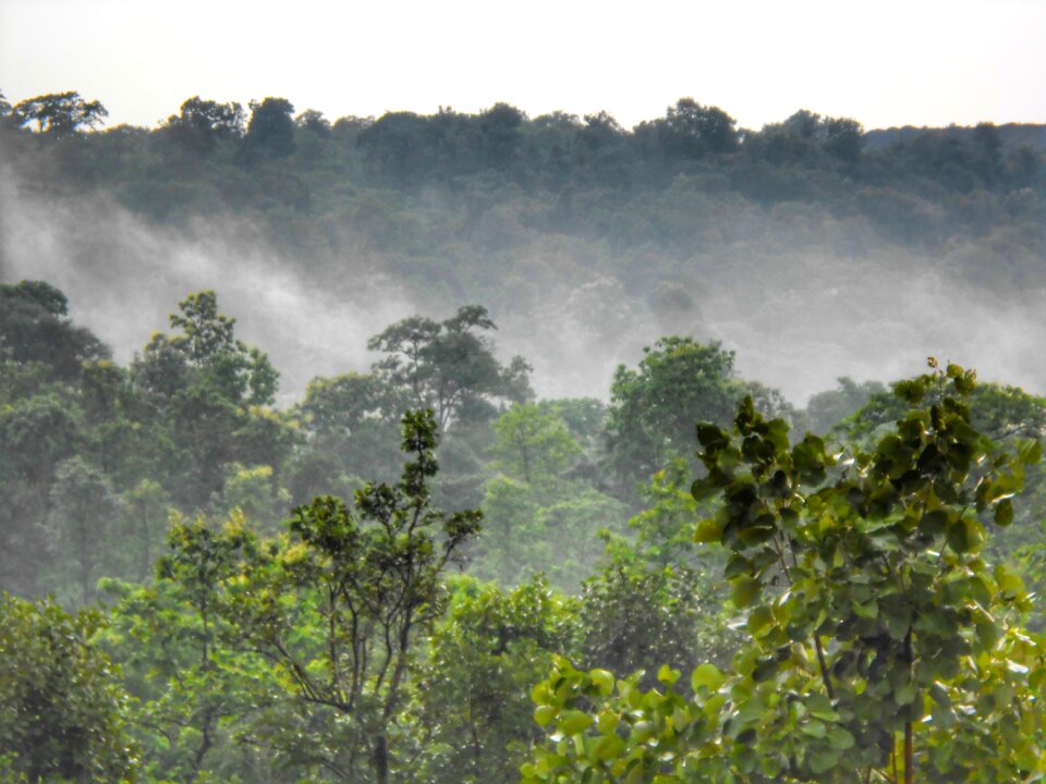 India dallirajhara ecology