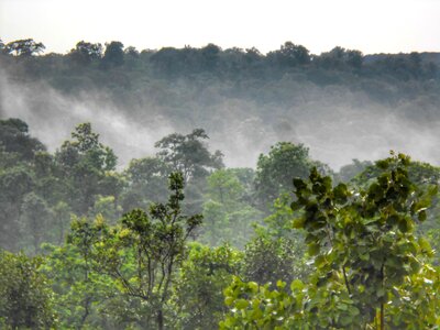 India dallirajhara ecology