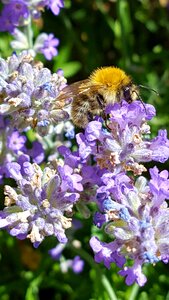 Bee garden lavender photo