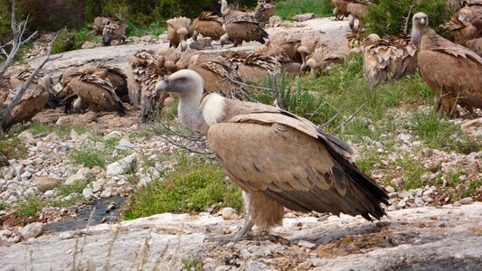 Griffon vulture sierra de guara spain photo