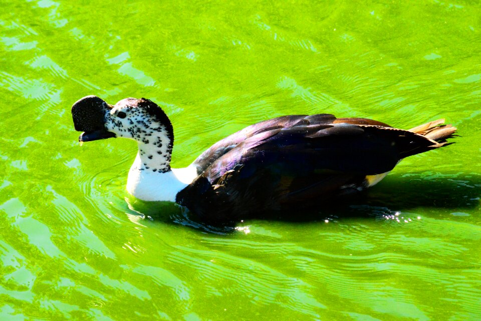 Tropical wetlands silent duck glossy feathers