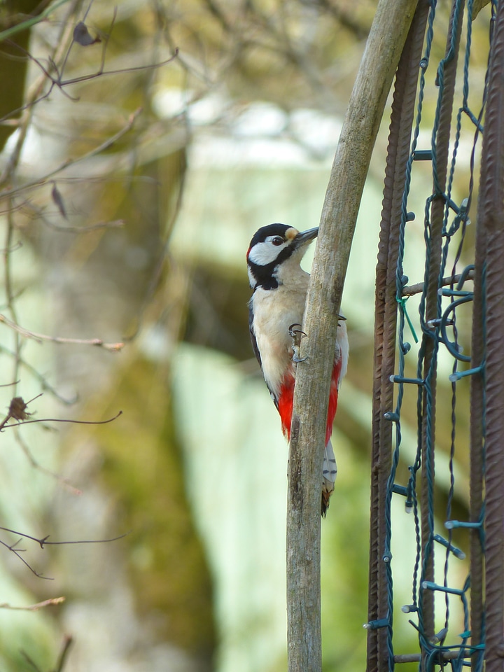 Animal woodpecker picidae
