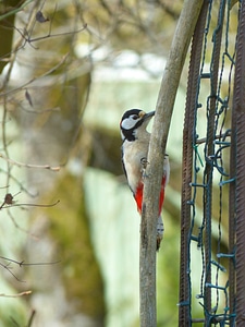 Animal woodpecker picidae