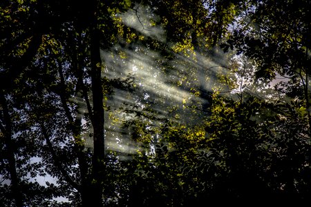 Landscape forest light photo