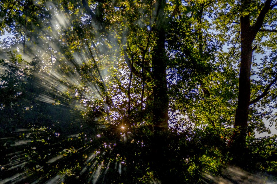 Landscape trees light