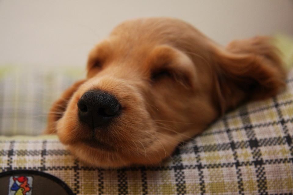 Dogs animals pets