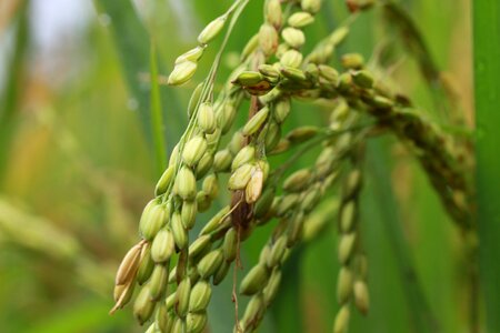 Grain green rice photo
