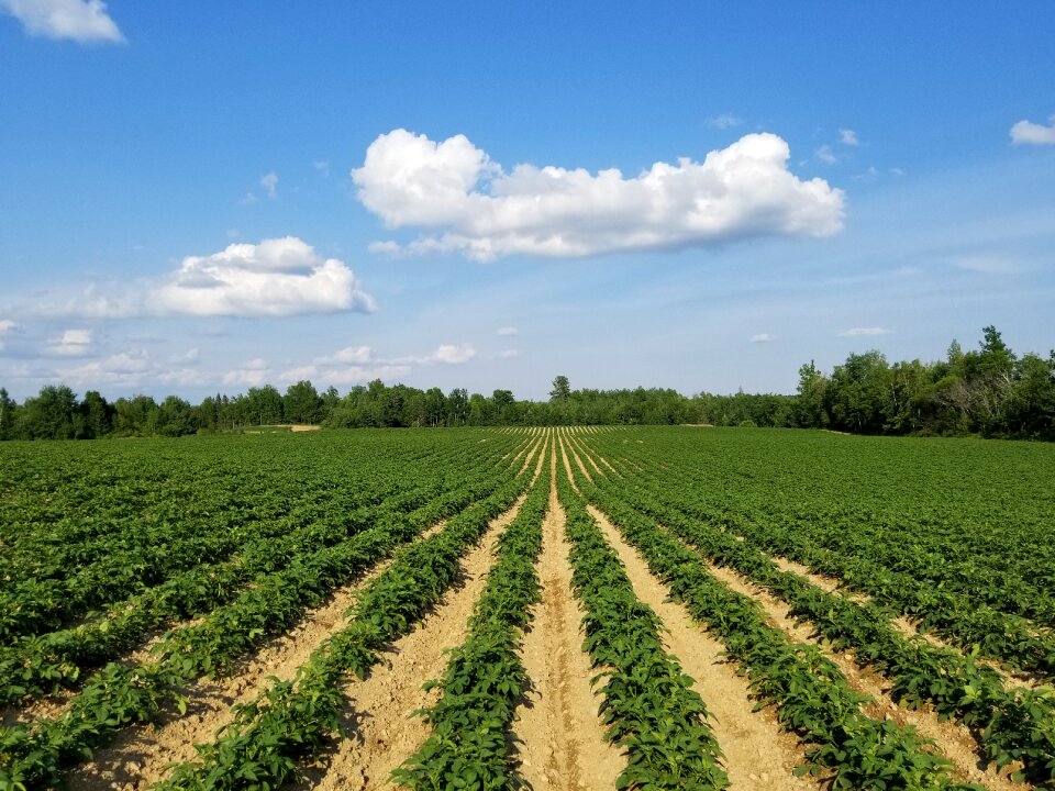 Rows field planting