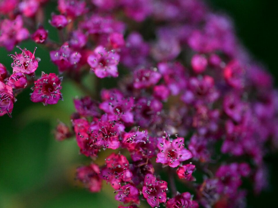 Macro flora bloom