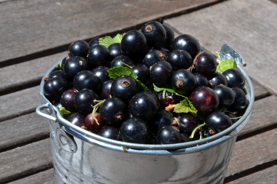 Summer bio delicious