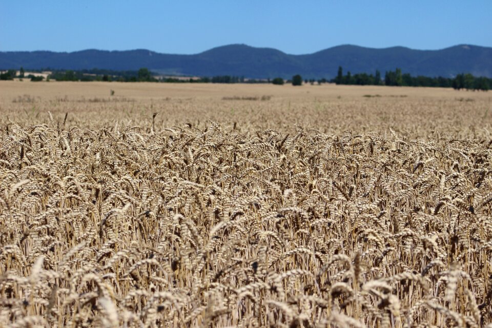 Harvest nature summer