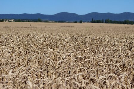 Harvest nature summer