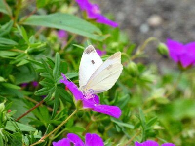 Nature butterfly flowers photo