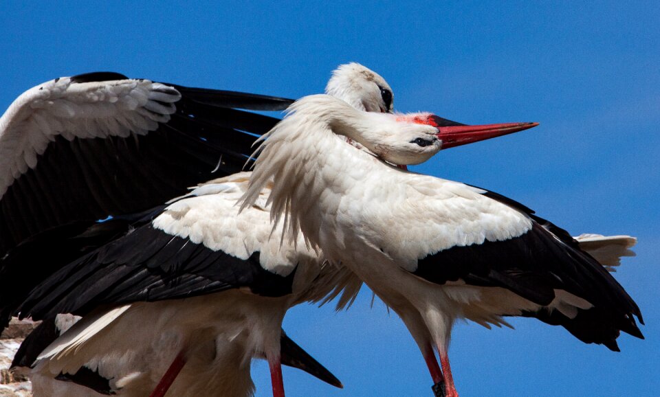 Rattle stork white stork birds