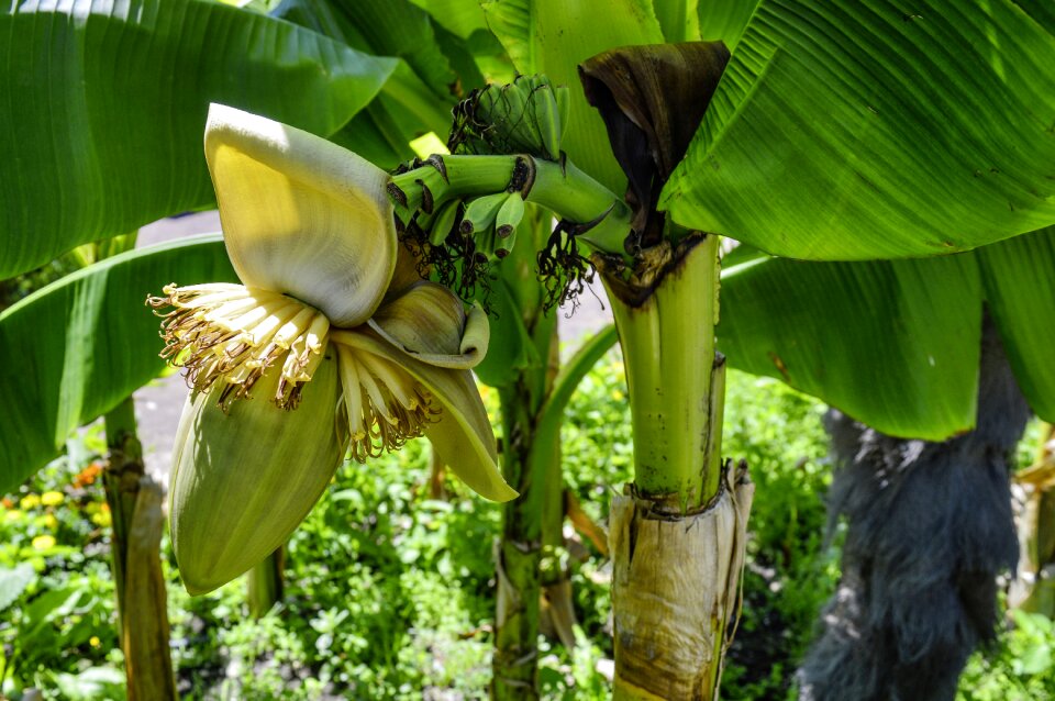 Bloom plant herbaceous