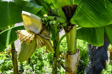 Bloom plant herbaceous