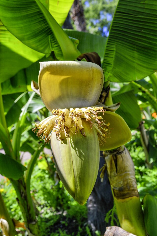 Bloom plant herbaceous