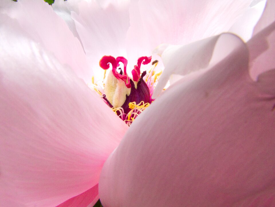Close up peony macro