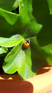 Garden leaf nature