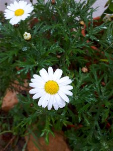 Flowers nature beauty