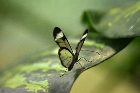 Nature insect