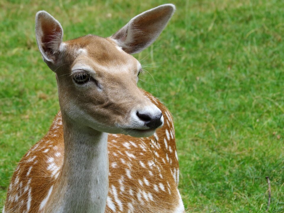 Animal nature mammal