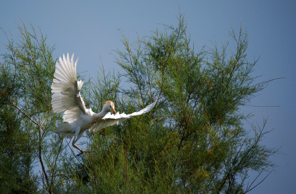 Camargue bird flying