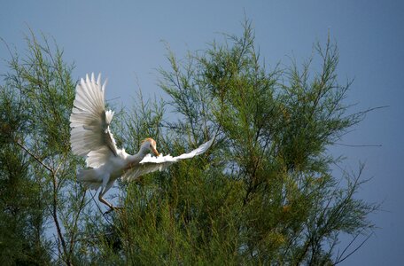 Camargue bird flying