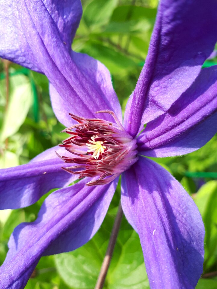 Nature petals summer