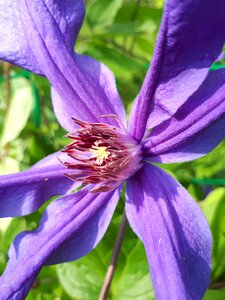 Nature petals summer