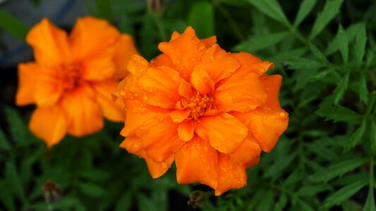 Plants summer beautiful