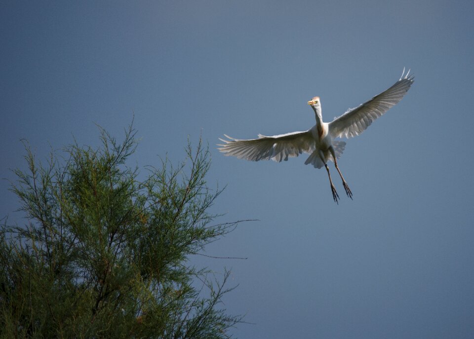 Heron guard beef camargue