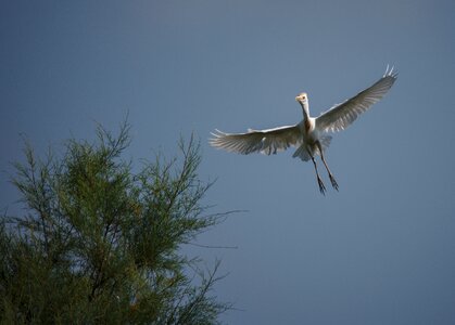 Heron guard beef camargue