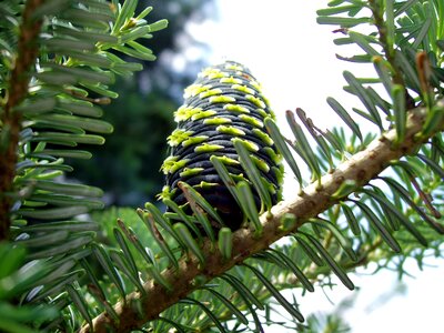 Tap pine cones close up photo