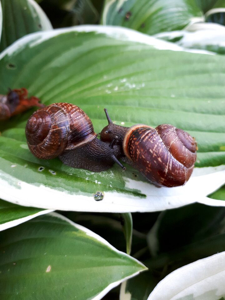 Grass shell creeps