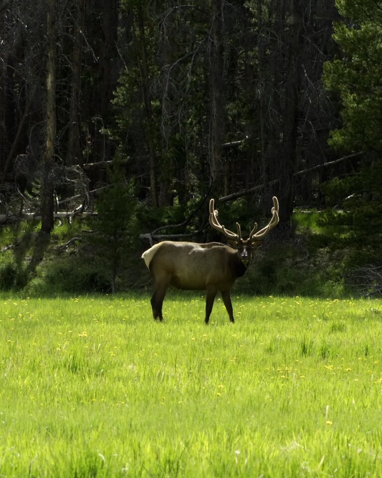 Rocky mountain national photo