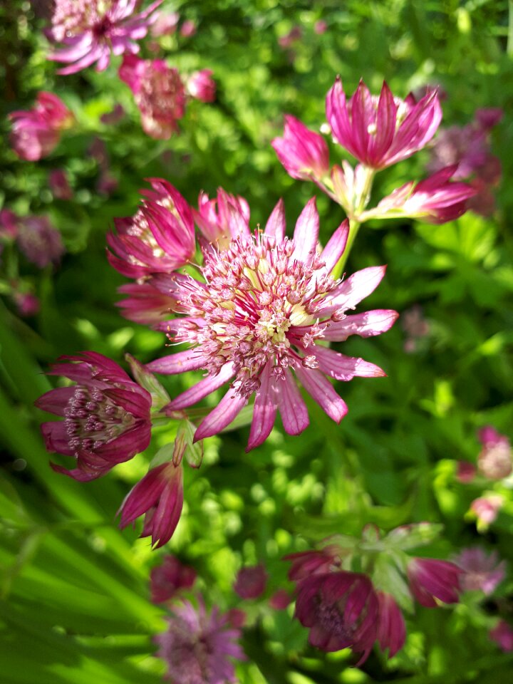 Nature garden flora photo