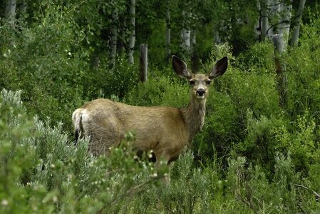 Doe colorado steamboat