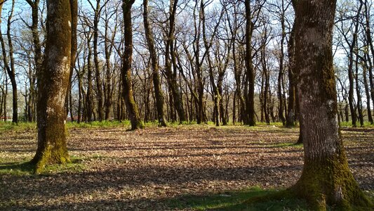 Foloi forest hellas