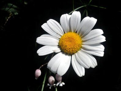 Flower margarite nature photo