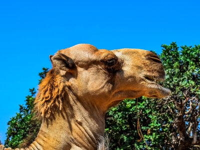 Nature zoo head