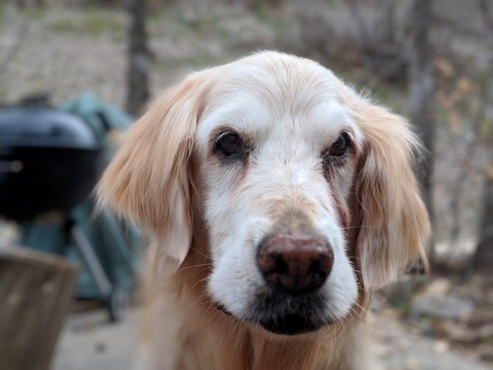 Old outdoor closeup