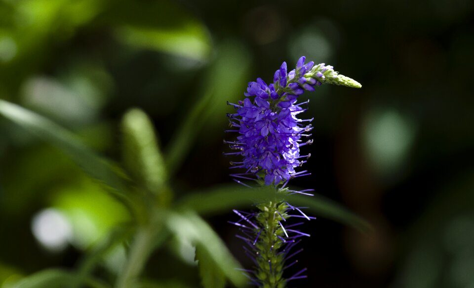 Bloom blue close up photo