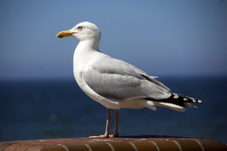 North sea vacations seagull
