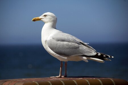 North sea vacations seagull photo