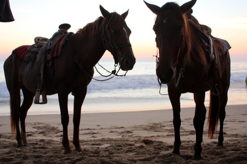 Ocean coast animal