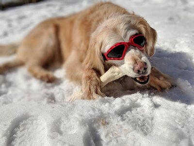 Snow sunglasses bone